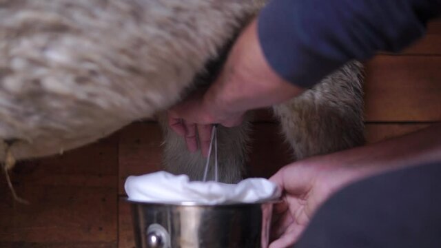 Farmer milks the donkey close-up at wooden corral