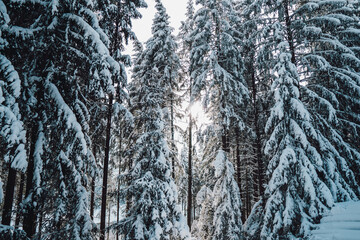 trees in norway in winter with snow