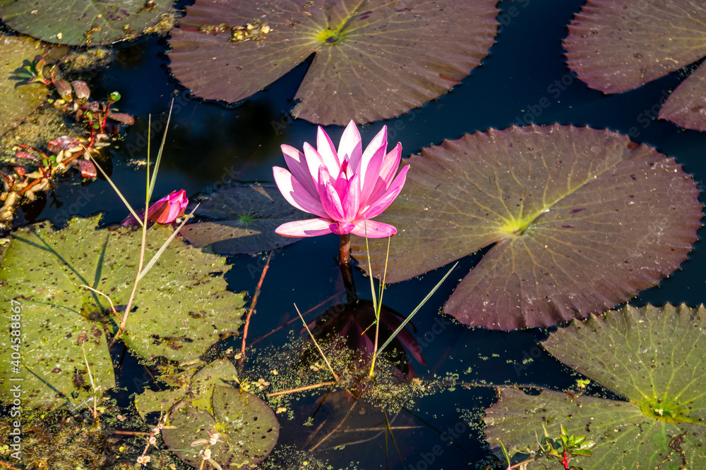 Wall mural Fleur de lotus d'un étang à Sukhothaï, Thaïlande