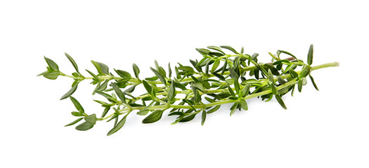 Thyme  fresh isolated on white background. Spice closeup.