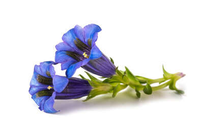 Gentian flowers