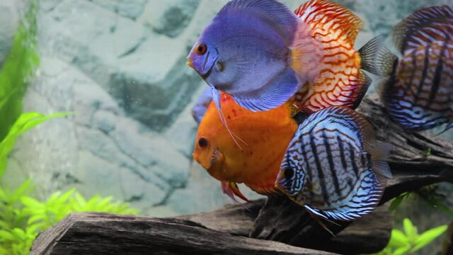 Close up view of discus fish swimming in planted aquarium. Tropical fishes. Beautiful nature backgrounds. Hobby concept.