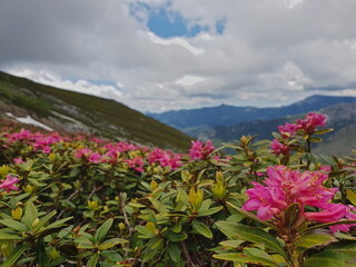 Flowers on Mongioie