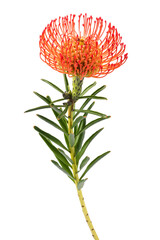 Leucospermum cordifolium