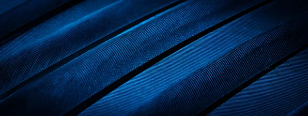 Foto auf Acrylglas Makrofotografie blaue Federtaube Makrofoto. Textur oder Hintergrund