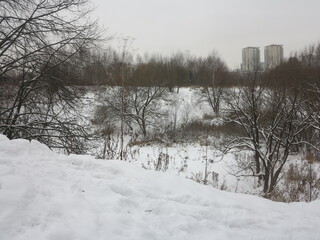 trees in snow