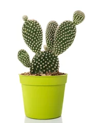 Foto op Plexiglas Cactus in pot  Bunny ears cactus