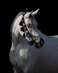 Portrait of a beautiful white arabian horse with show halter on black background isolated, head closeup