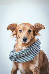 Beautiful brown dog wearing a scarf