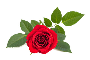 Red rose flower