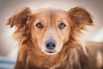 Adorable brown dog looking at me