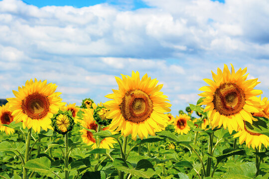 sunflower closeup in the field. beautiful agricultural scenery in summertime. clouds above the horizon. wonderful scenery with blooming yellow flowers