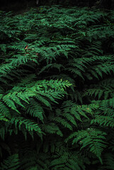 Fototapeta na wymiar green fern background