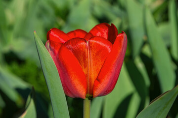 Big red tulip (Latin: Tulipa) on the background green leafs. Close-up view.