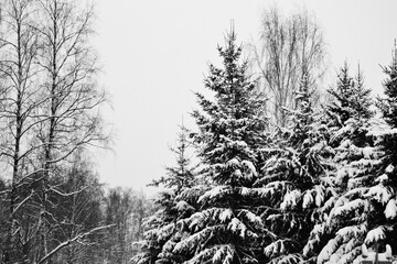 Snow-covered forest background. Tall coniferous trees pine, spruce in the forests in winter are under a deep thick layer of snow. Monochrome black and white colors.