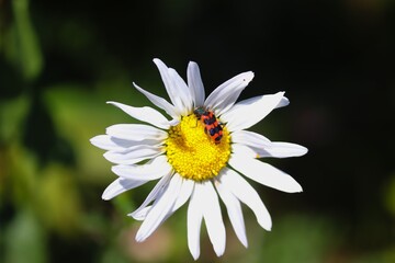 Bienenkäfer sitzt auf einer Blüte
