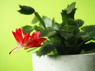 Christmas Cactus Flower in a Pot. Indoor plants and their care.
