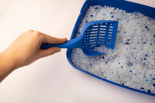The cat went to the toilet. Cat poop. Filler silicate gel. Blue tray and spatula.