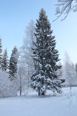 Snow covered forest in winter with big snowy fir-trees in Gatchina park, Saint-Petersburg region, Russia