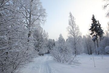 Fototapeta na wymiar Snow covered forest in winter with big snowy fir-trees in Gatchina park, Saint-Petersburg region, Russia
