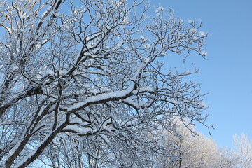 Snow covered forest in winter with big snowy trees in Gatchina park, Saint-Petersburg region, Russia