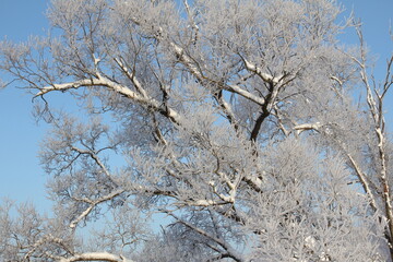 Snow covered forest in winter with big snowy willow-trees in Gatchina park, Saint-Petersburg region, Russia