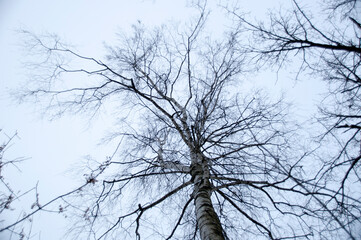 Birch branches against a clear blue sky. On a frosty winter day.