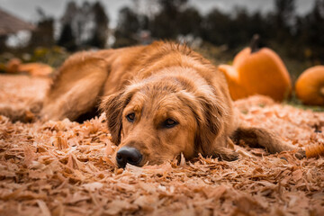 Portrait of young golden retriever puppy dog at Halloween pumpkin patch in autumn
