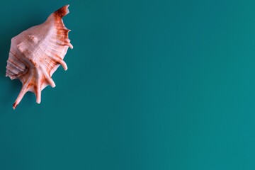 Sea shell on a sea green background. Copy space. Sea vacation concept