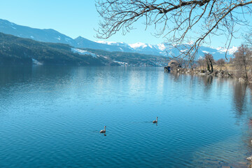Young swans swimming across the Millstaetter lake in Austria. The swan changes feather to white....