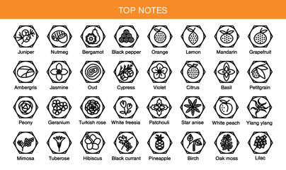 Vector icons aromas top notes. Top notes pyramid chart with examples of popular aroma essences. Scent categories are oriental, woody, fresh and floral. Trend  examples of scents. - obrazy, fototapety, plakaty