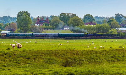 Sheep watching a steam train on the Kent and East Sussex Railway arrive at Bodiam Station, Sussex...