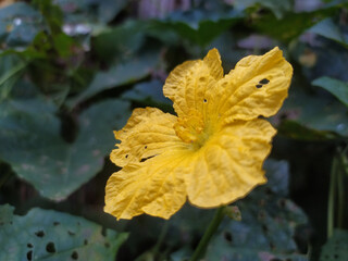 Sweet gourd || Sweet gourd vegetable