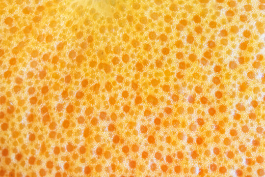 The Porous Skin Of A Fresh Grapefruit. Unique Macro. Imitation Of Cellulite. Background And Backdrop.