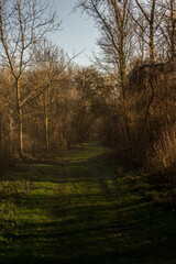 Fototapeta premium Weg in den Wald bei Abenddämmerung