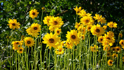 Jerusalem artichoke flowers grow in lawn in park. Yellow flowers on blurred background in summer meadow. Helianthus tuberosus L.