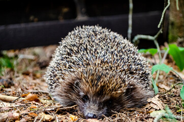 hedgehog crawls on the grass