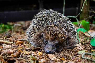 hedgehog crawls on the grass
