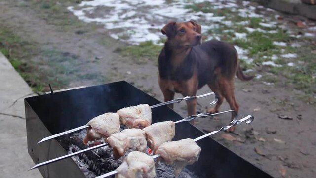 Dog on the background of a barbecue. Beautiful dog waiting for a kebab