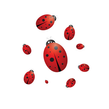 Ladybugs on a white background, vector illustration
