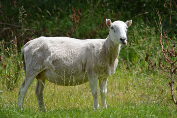 Naklejka na ściany i meble Recently sheared white sheep in tall grass.