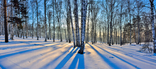 Panorama of winter birch forest illuminated with golden light of setting sun,  Golden sunlight...