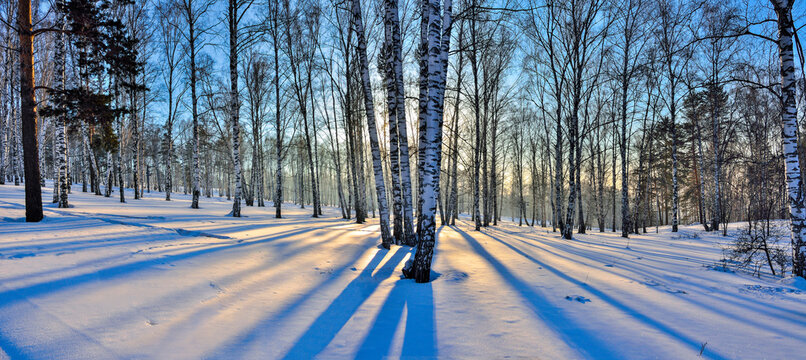 Panorama of winter birch forest illuminated with golden light of setting sun,  Golden sunlight among white trunks of birch trees and blue shadows on white snow. Fairy tale of winter forest