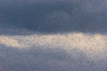 Flock of birds in a group formation migrating in the sky