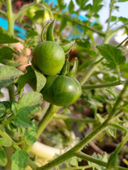 tomato plant || plant of tomato