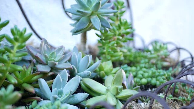 Succulent plants collection, gardening in California, USA. Home garden design, diversity of various botanical hen and chicks. Assorted mix of decorative ornamental echeveria houseplants, floriculture.