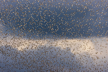 Flock of birds in a group formation migrating in the sky