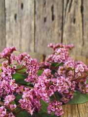 Pink spring flowers berry medicinal plant on wooden rustic background.Place for text or congratulations.
