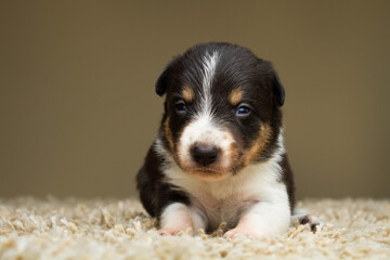 cute tiny border collie dog puppy lying down on a fluffy carpet against a colorful background in a studio