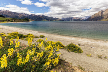 Yellow flowers on the shore of Lake Wanaka, New Zealand